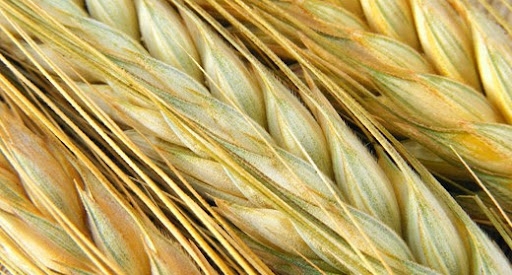 cum sa cumperi actiuni wheat